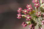 Clasping milkweed